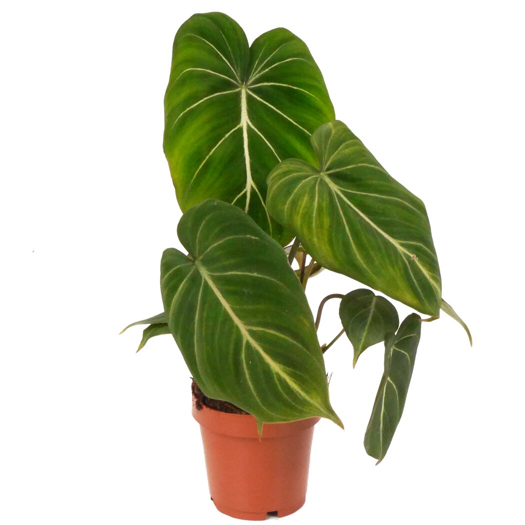 Philodendron Gloriosum im Topf