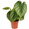 Philodendron 'Mamei' 12 cm Topf