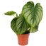 Philodendron 'Mamei' 12 cm Topf