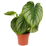 Philodendron 'Mamei' 12 cm Topf