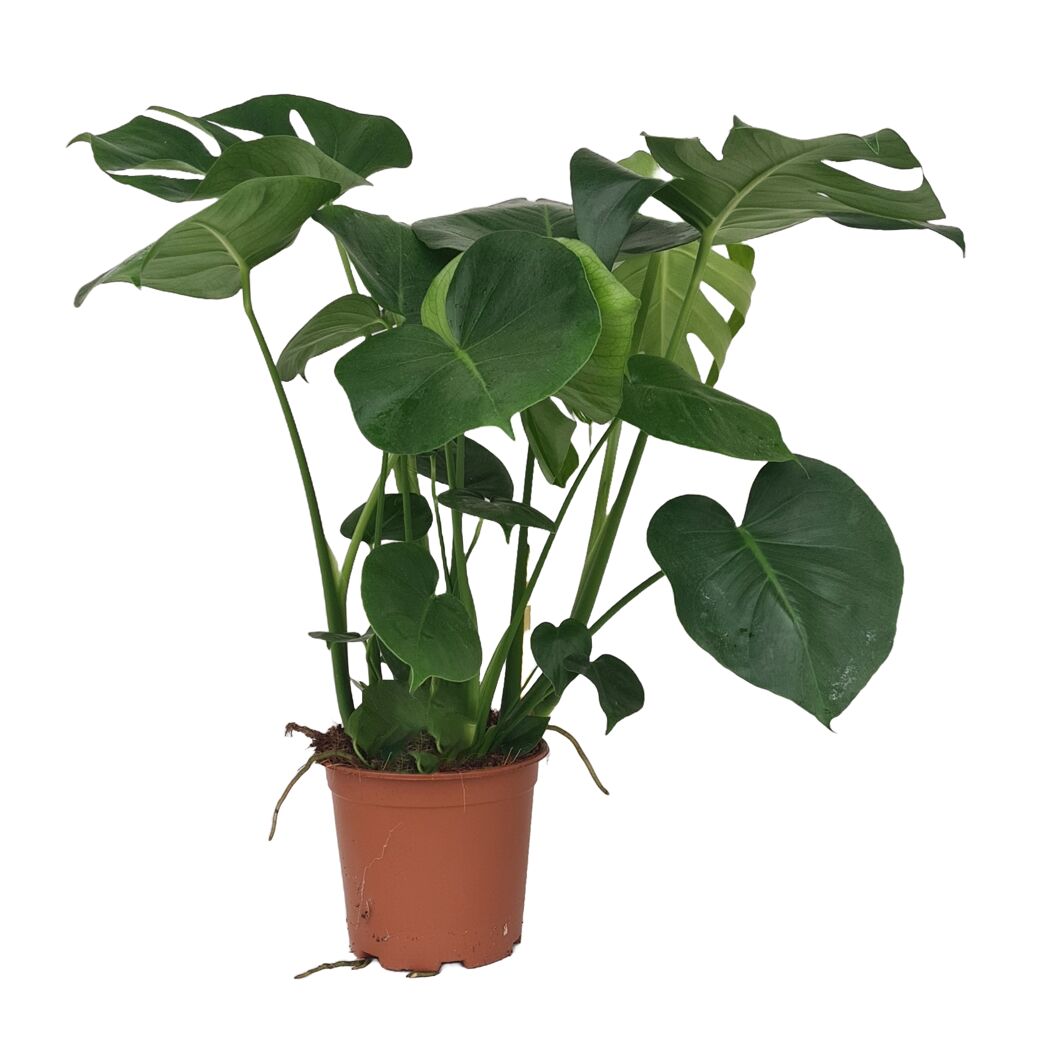 Grünpflanzen verschiedene Sorten 19 cm Topf