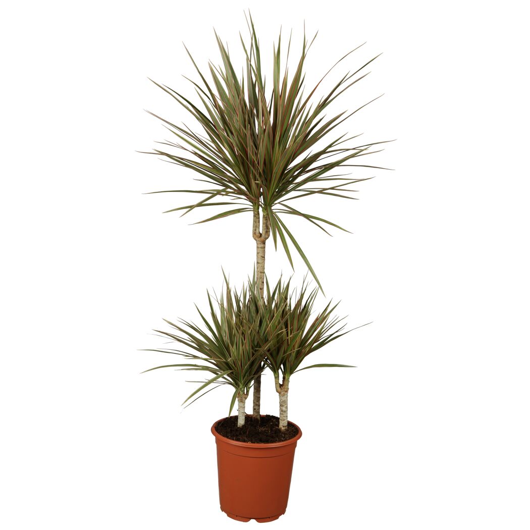 Grünpflanzen verschiedene Sorten, 27 cm Topf