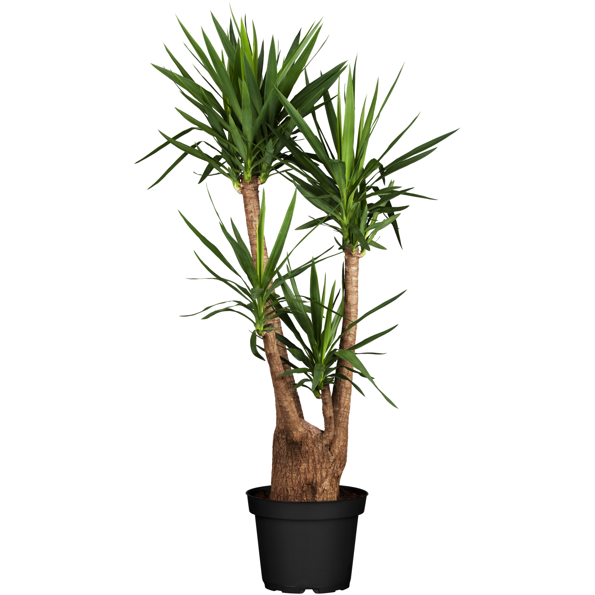 Grünpflanzen verschiedene Sorten, 27 cm Topf