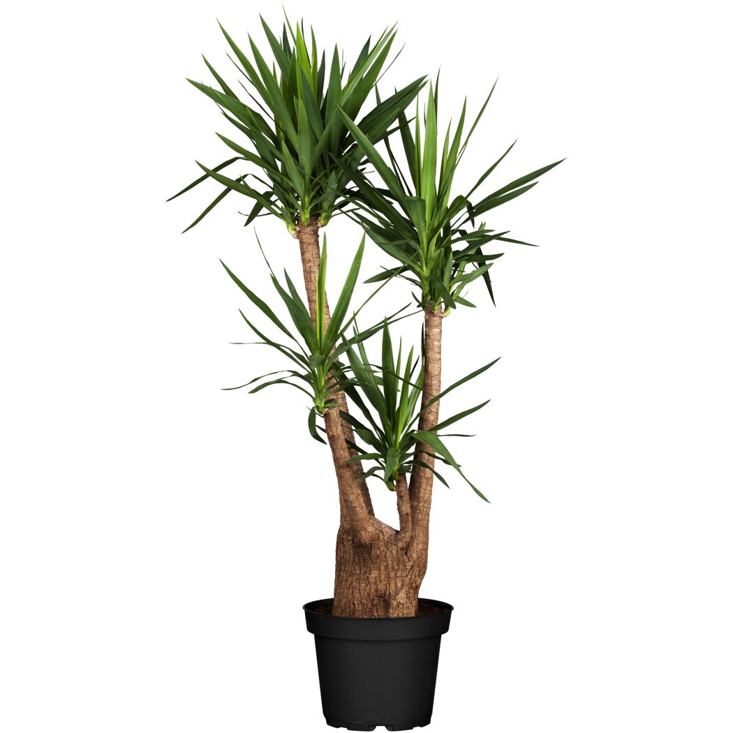 Grünpflanzen verschiedene Sorten, 27 cm Topf