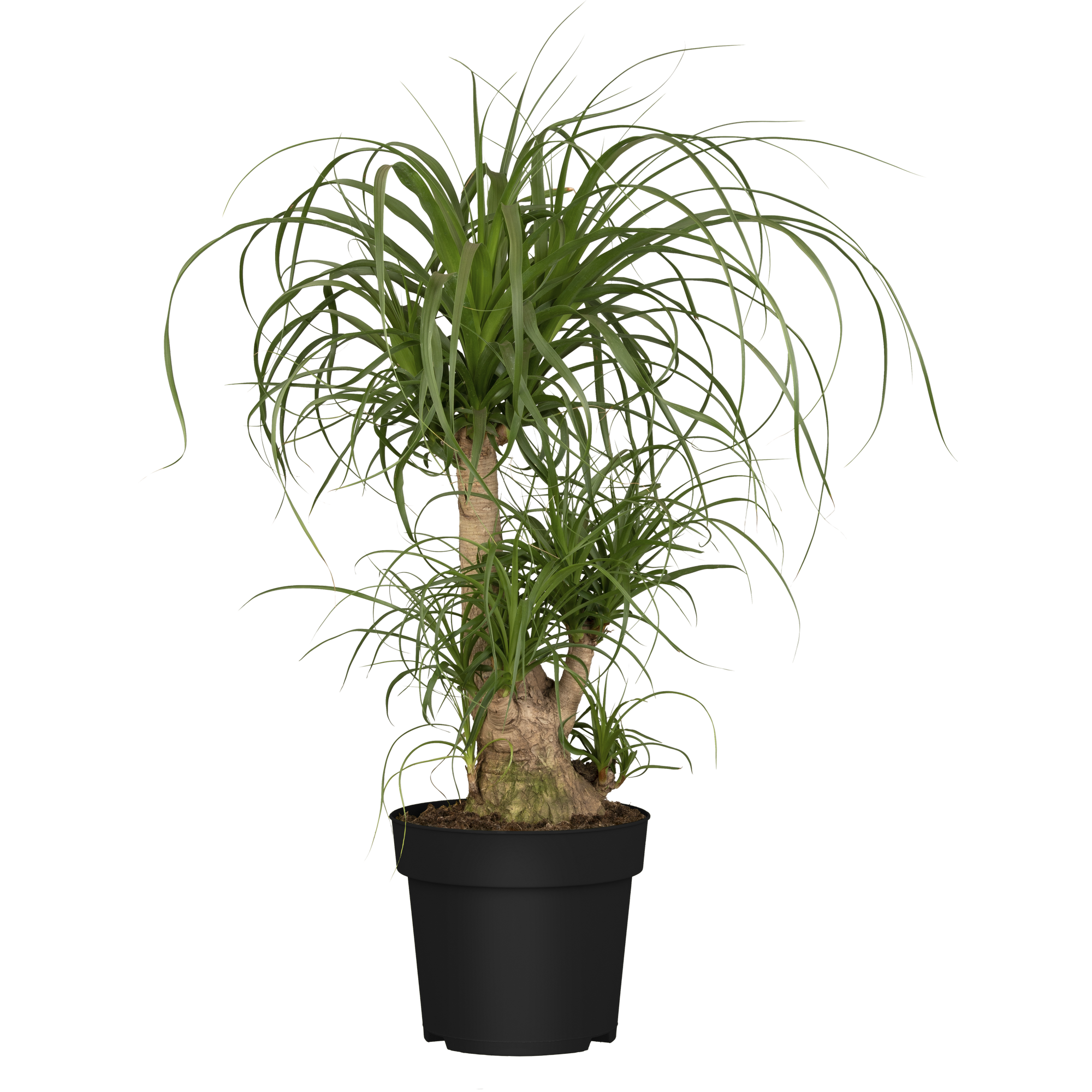 Grünpflanzen verschiedene Sorten, 27 cm Topf