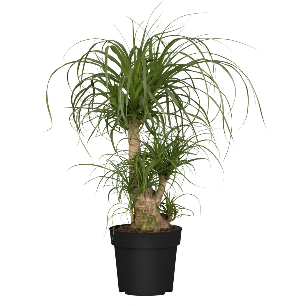 Grünpflanzen verschiedene Sorten, 27 cm Topf