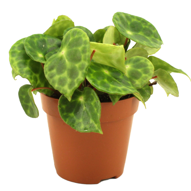Bild von Blattbegonie 12 cm Topf