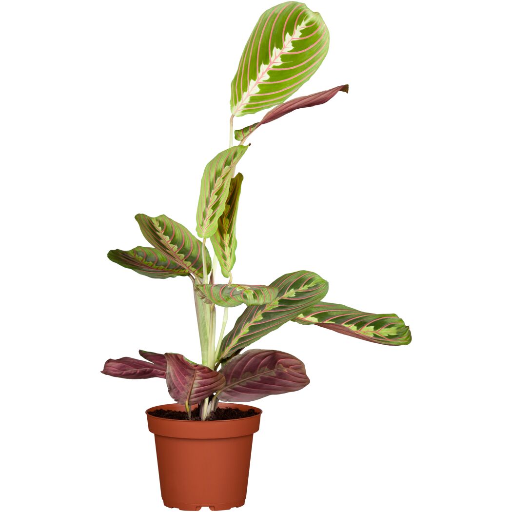 Marante verschiedene Sorten, 12 cm Topf