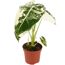 Grün-weiße Alocasia Frydek im Topf
