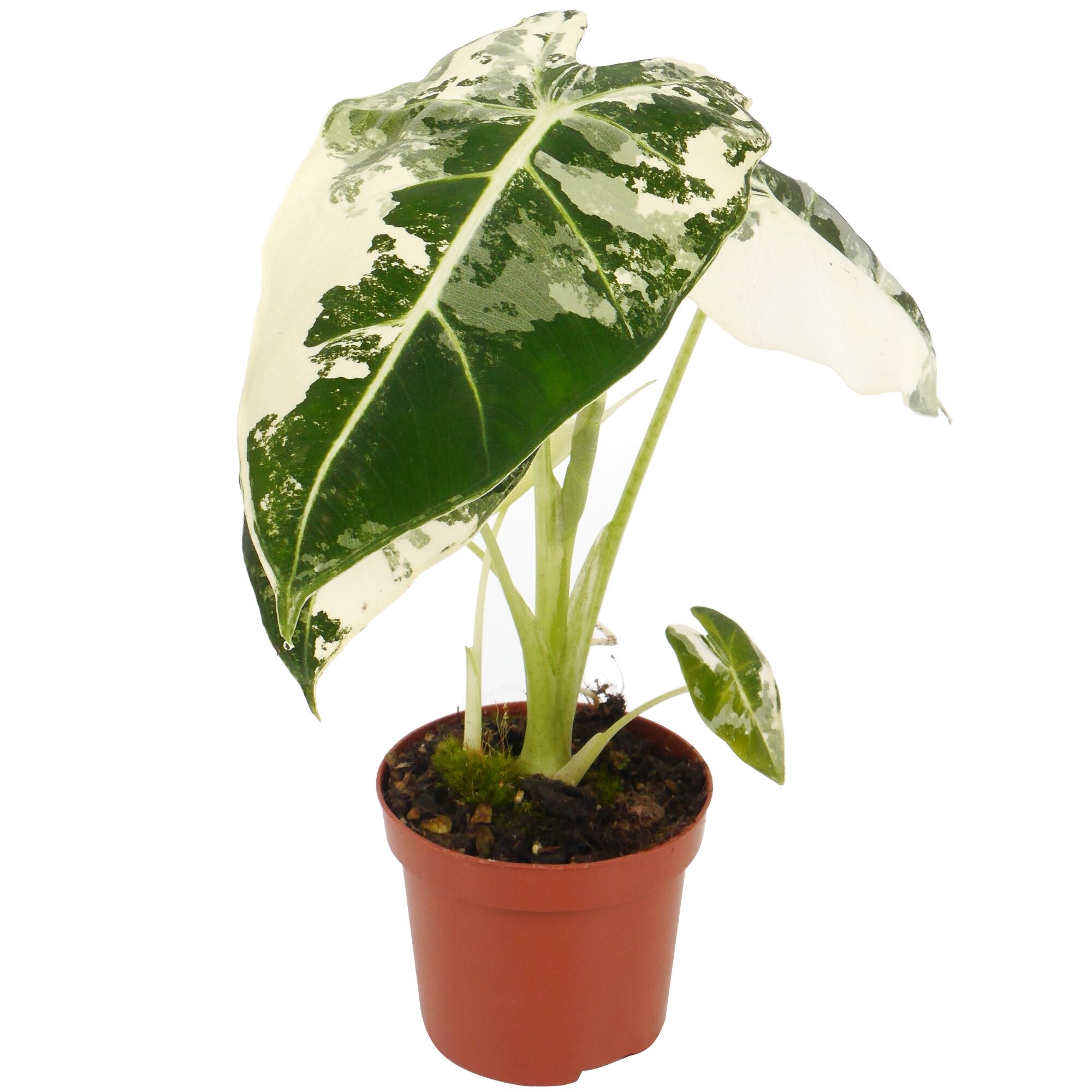 Grün-weiße Alocasia Frydek im Topf