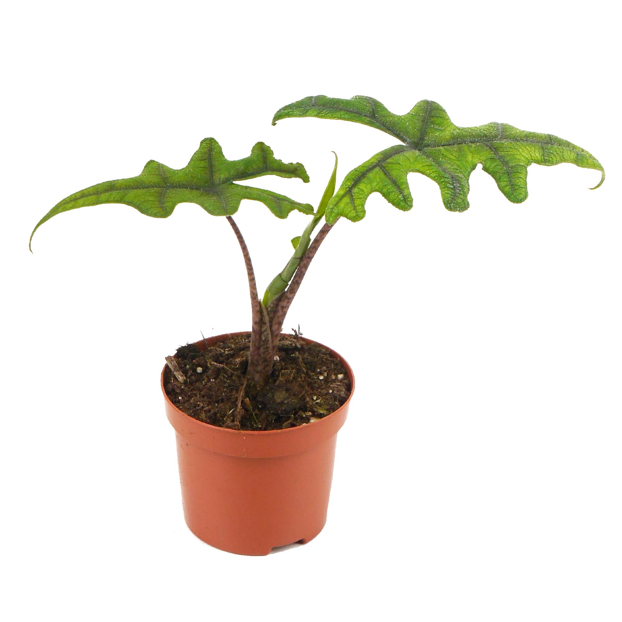 Alocasia 'Jacklyn' 9 cm Topf + product picture
