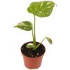 Monstera Thai Constellation im Topf