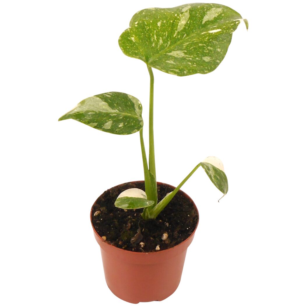 Monstera Thai Constellation im Topf