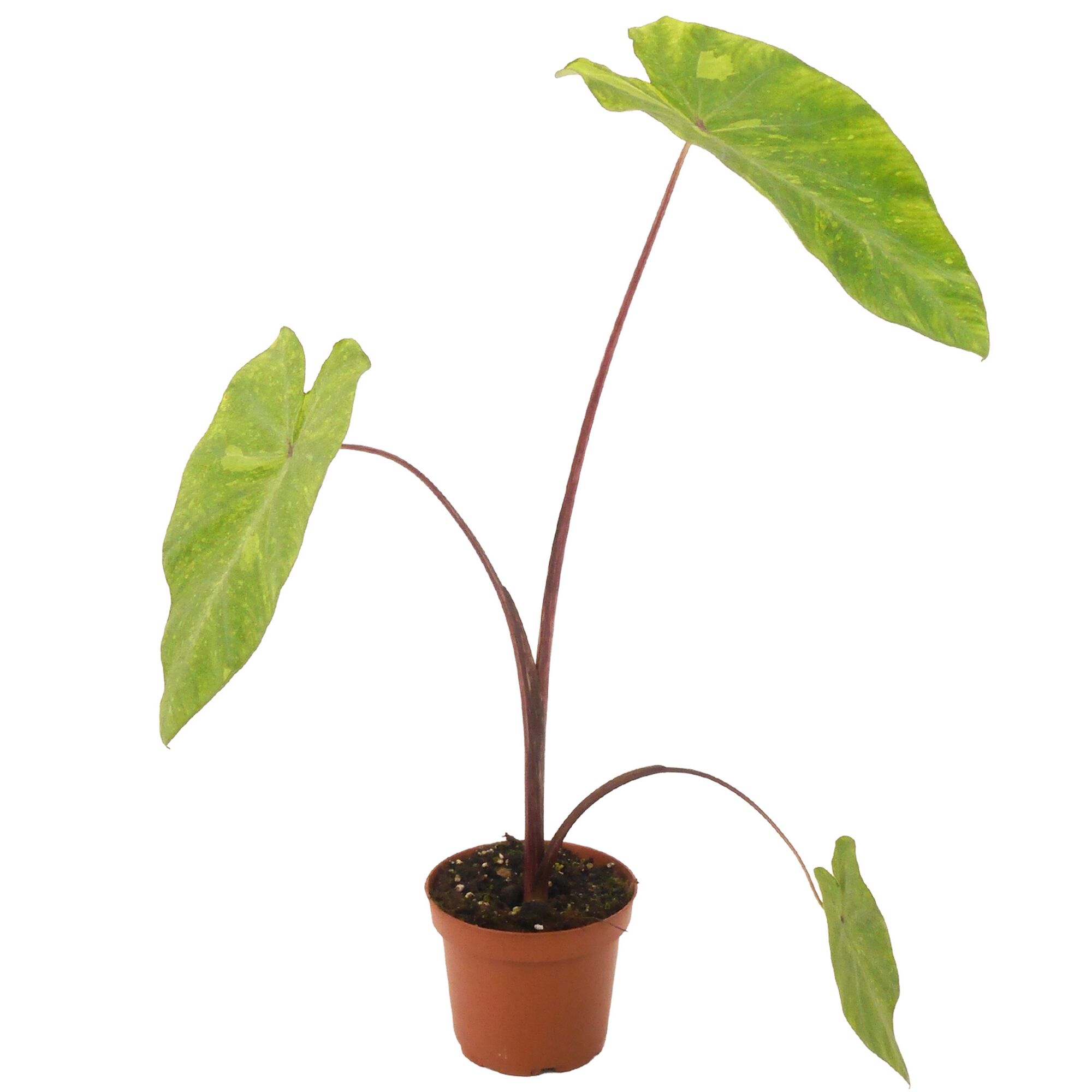 Topfpflanze mit drei großen Blättern