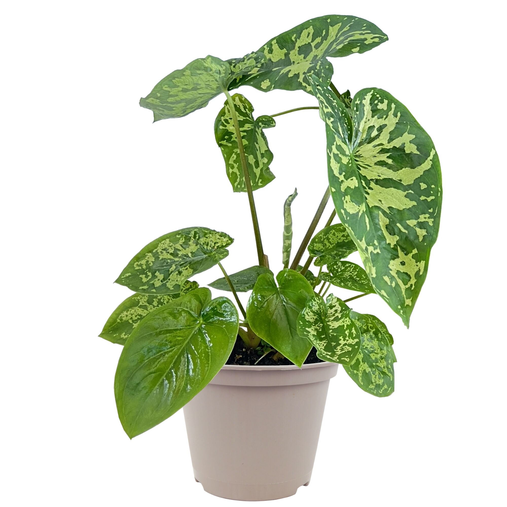 Topfpflanze mit grün-gelben Blättern