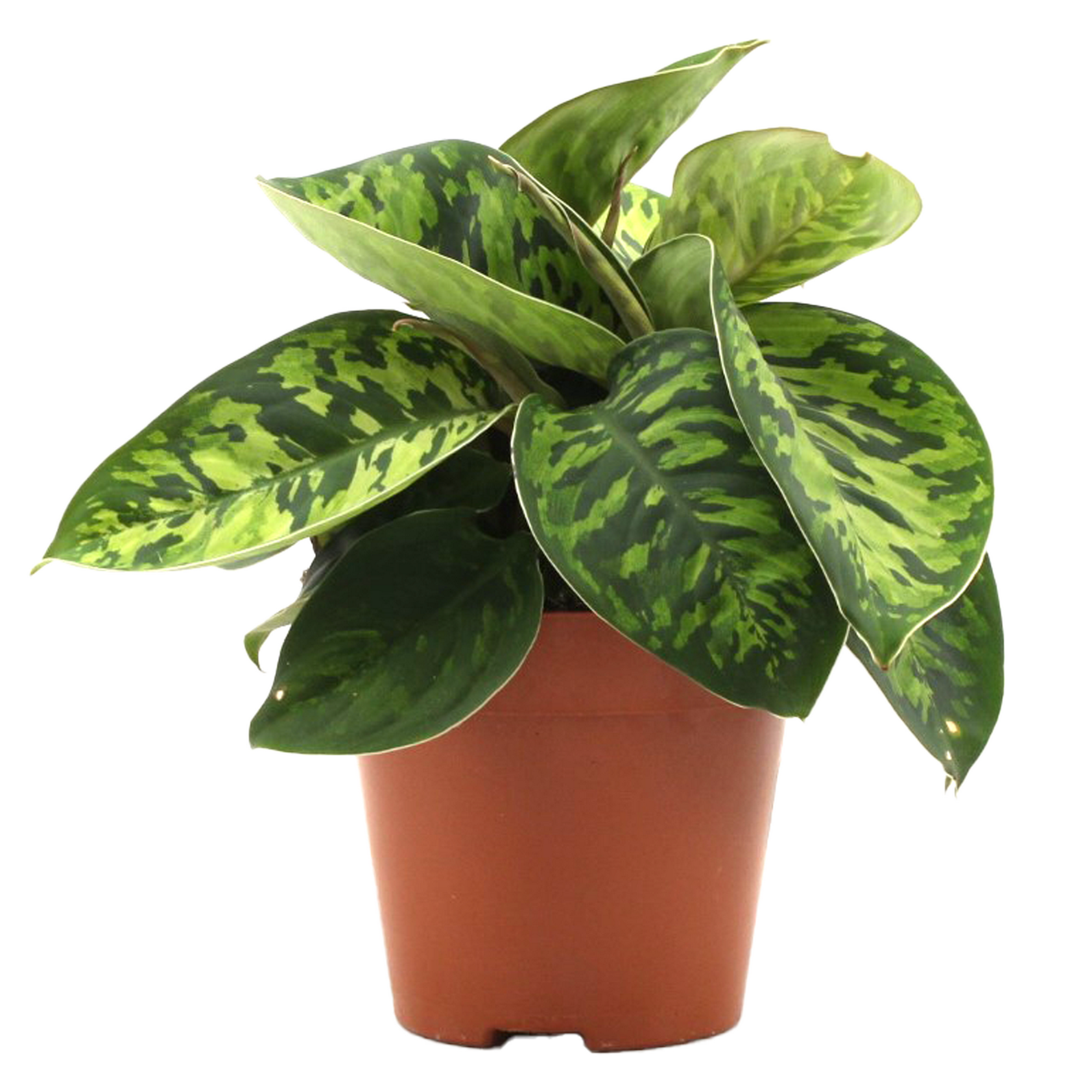 Homalomena 'Camouflage' 15 cm Topf + product picture