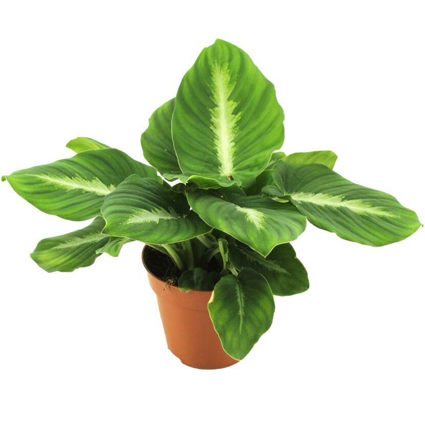 Adelonema 12 cm Topf