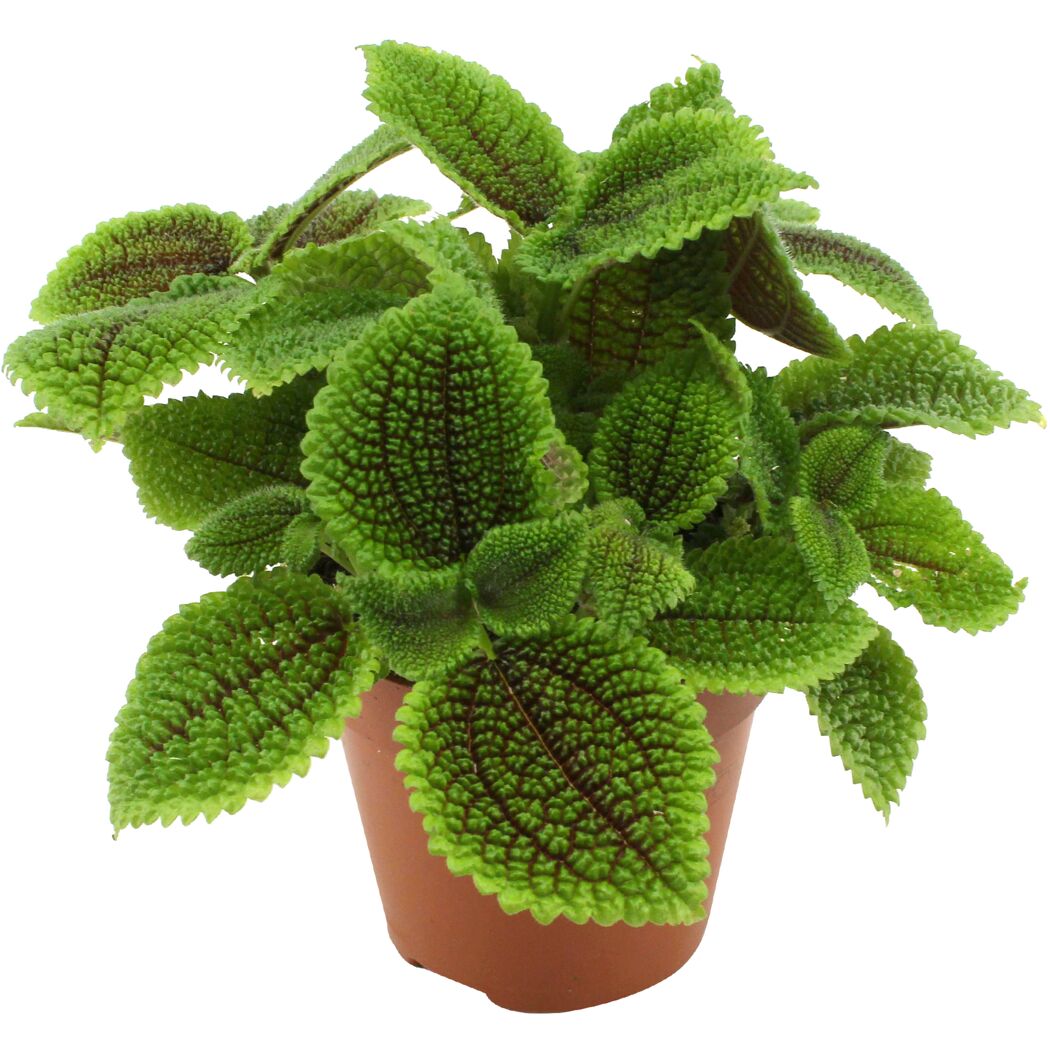 Ufopflanze 'Moon Valley' 12 cm Topf