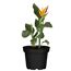 Strelitzie mit künstlicher Blüte 12 cm Topf