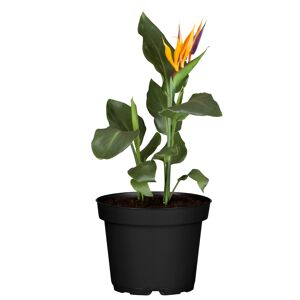 Strelitzie mit künstlicher Blüte 12 cm Topf