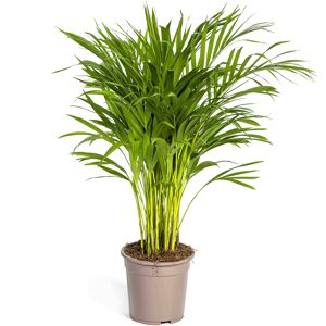 Grünpflanzenmix verschiedene Sorten 19 cm Topf