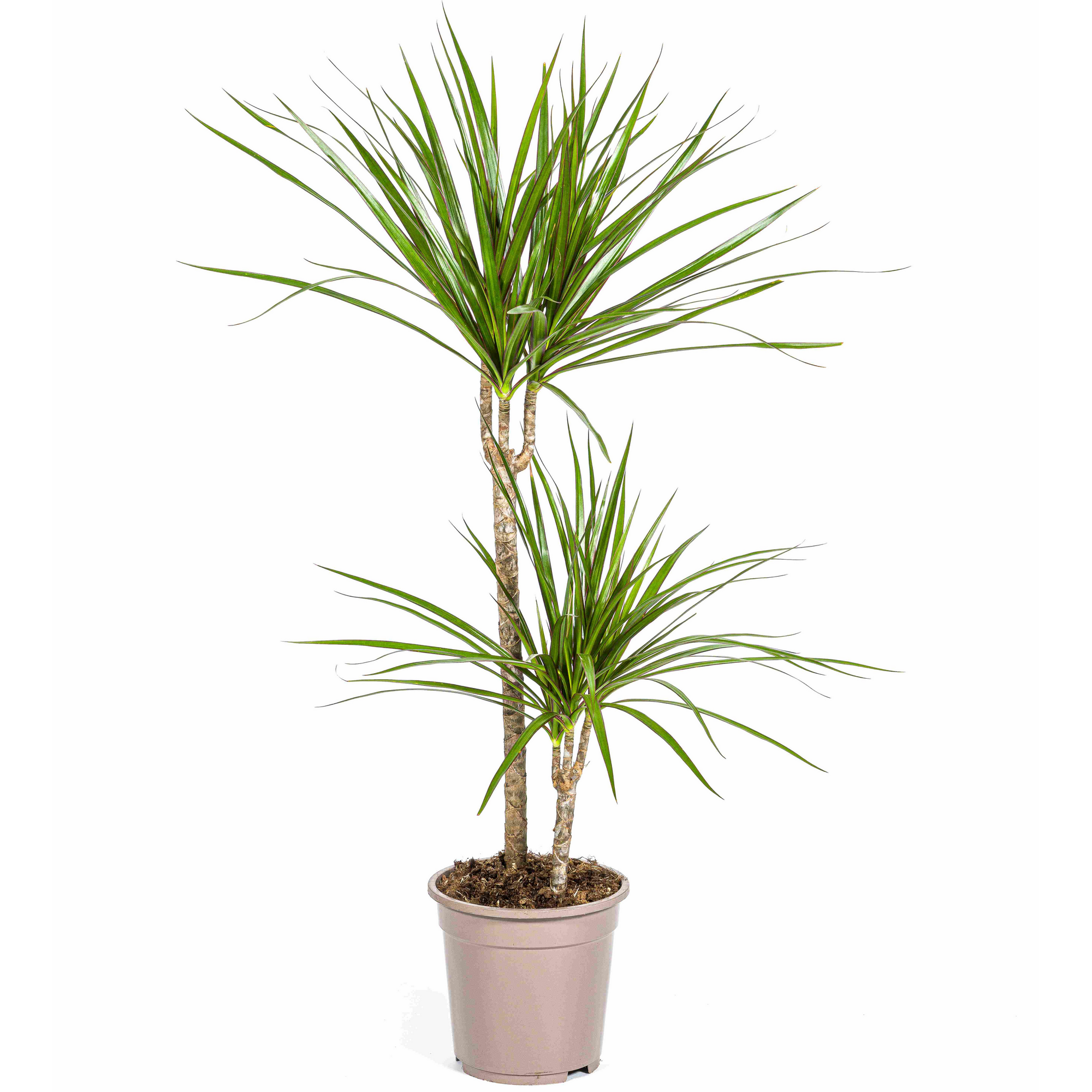 Grünpflanzenmix verschiedene Sorten 19 cm Topf