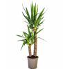 Grünpflanzenmix verschiedene Sorten 19 cm Topf