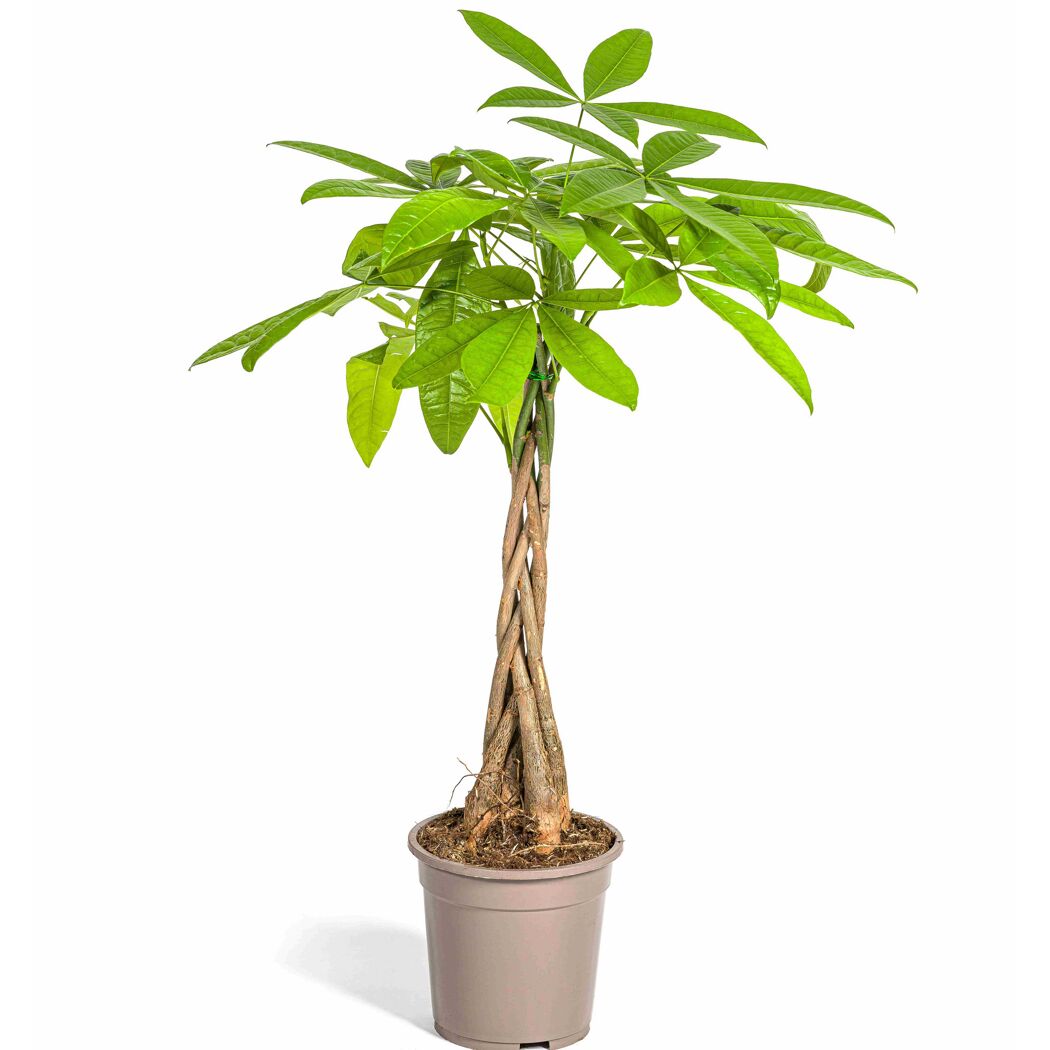 Grünpflanzenmix verschiedene Sorten 19 cm Topf