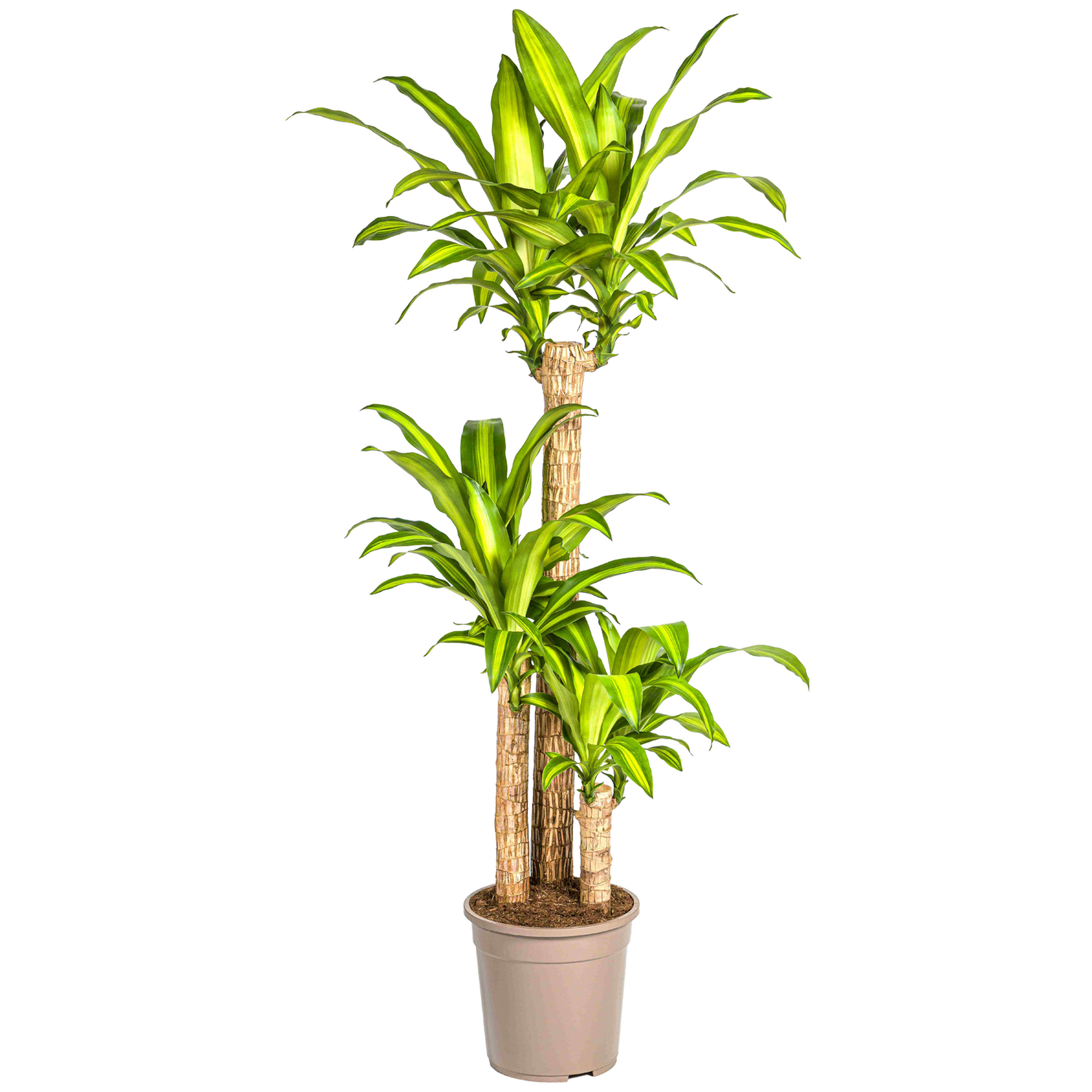 Grünpflanzen verschiedene Sorten 130 cm, 24 cm Topf