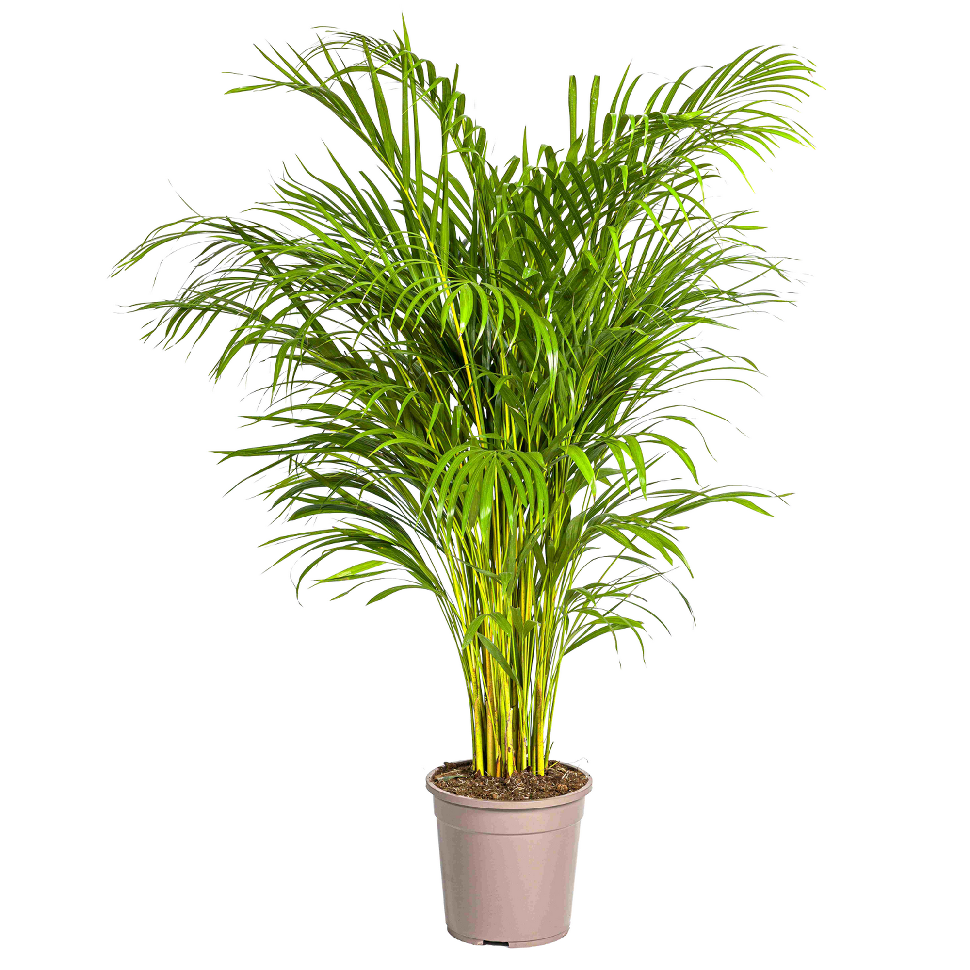 Grünpflanzen verschiedene Sorten 130 cm, 24 cm Topf