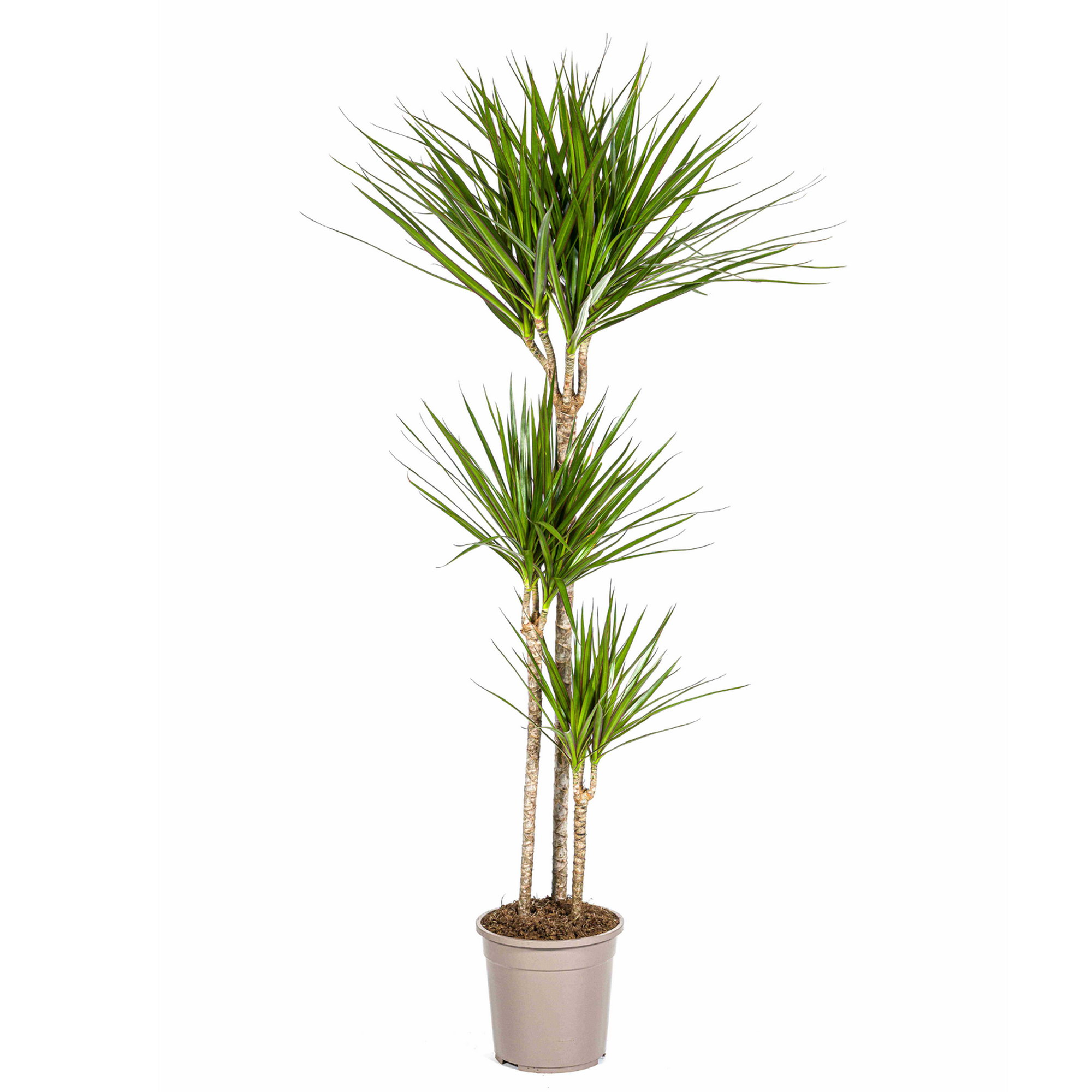Grünpflanzen verschiedene Sorten 130 cm, 24 cm Topf