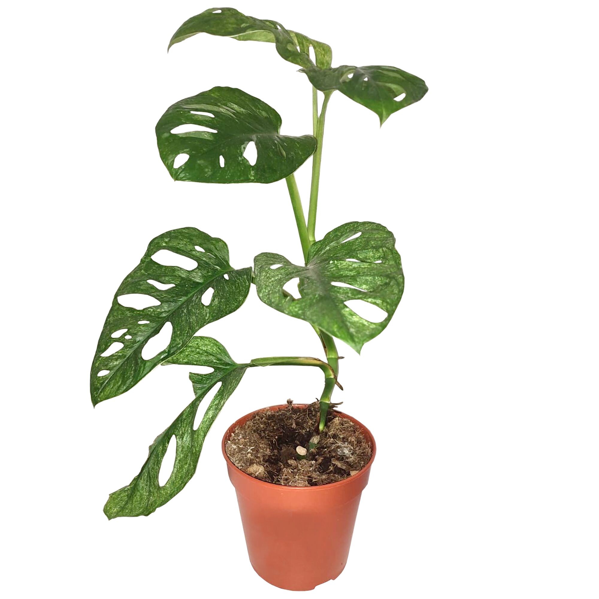 Monstera Adansonii in einem Topf
