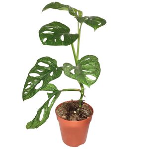 Monstera adansonii 'Mint' 12 cm Topf