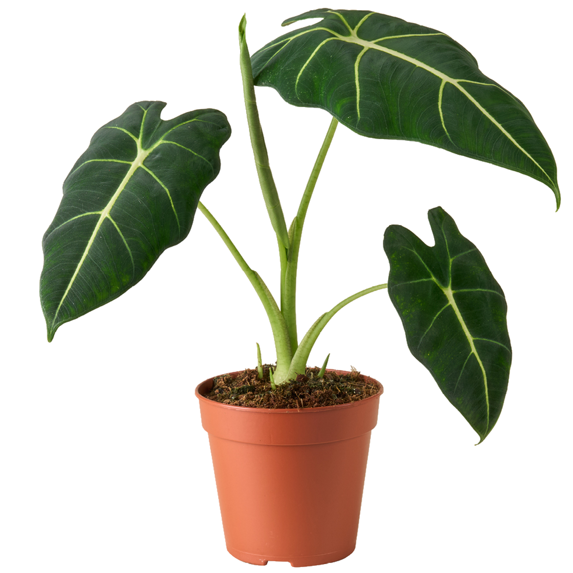 Alocasia 'Frydek' 12 cm Topf + product picture