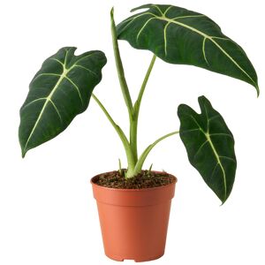 Alocasia 'Frydek' 12 cm Topf