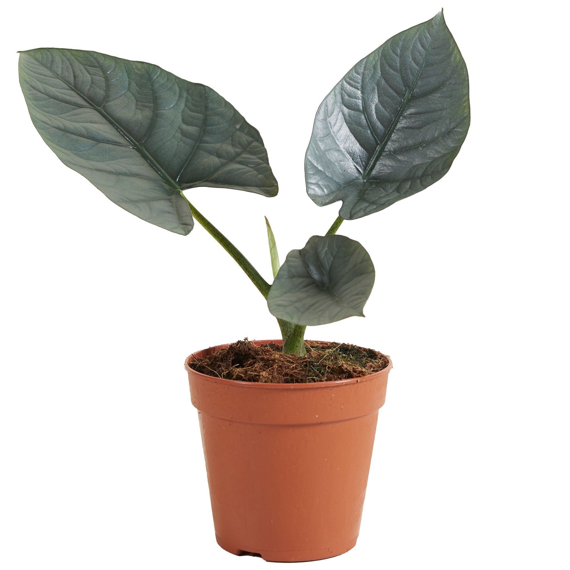 Alocasia Nebula Pflanze im Topf