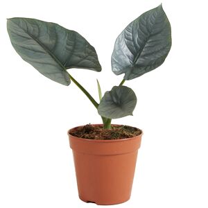 Alocasia 'Nebula' 12 cm Topf