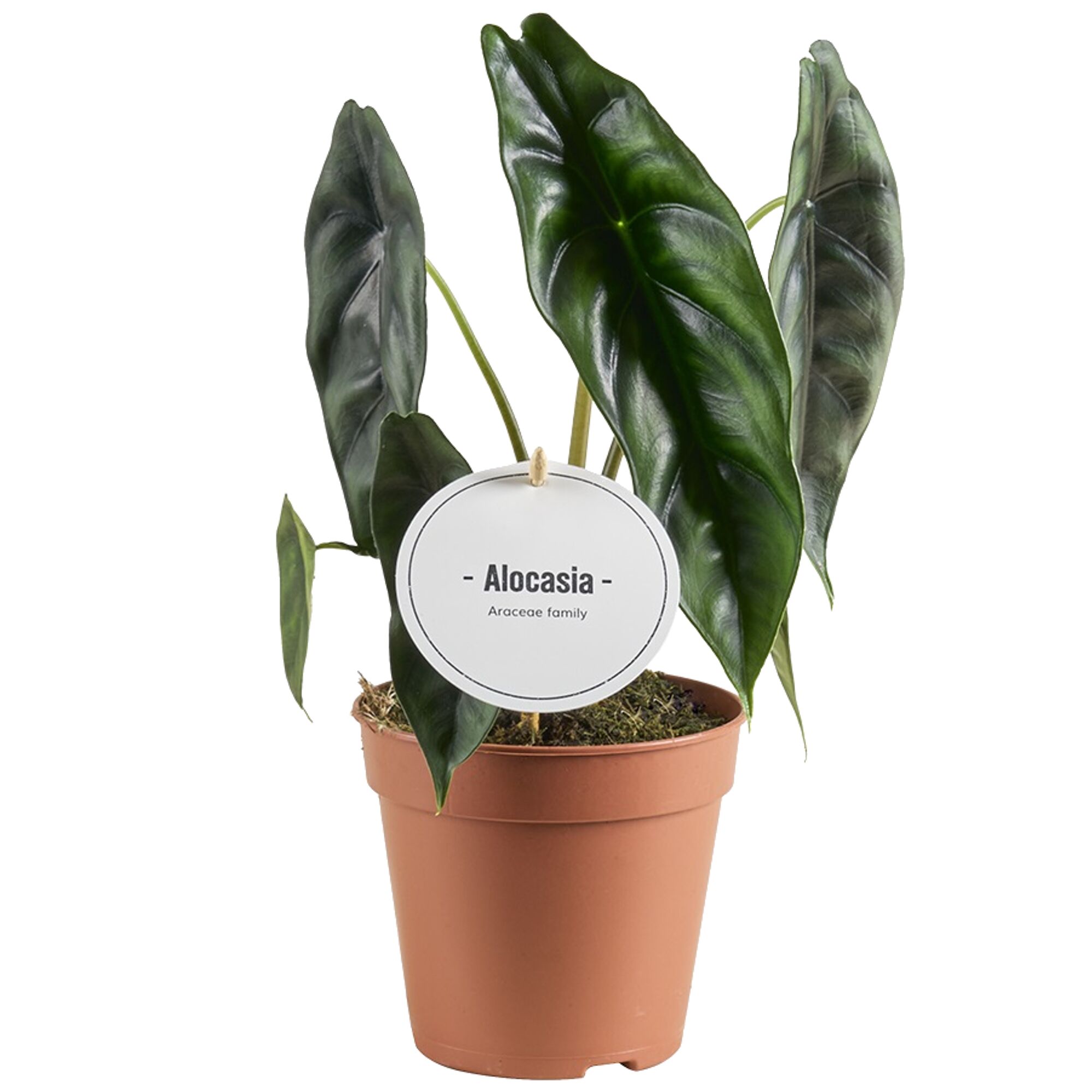 Topfpflanze Alocasia