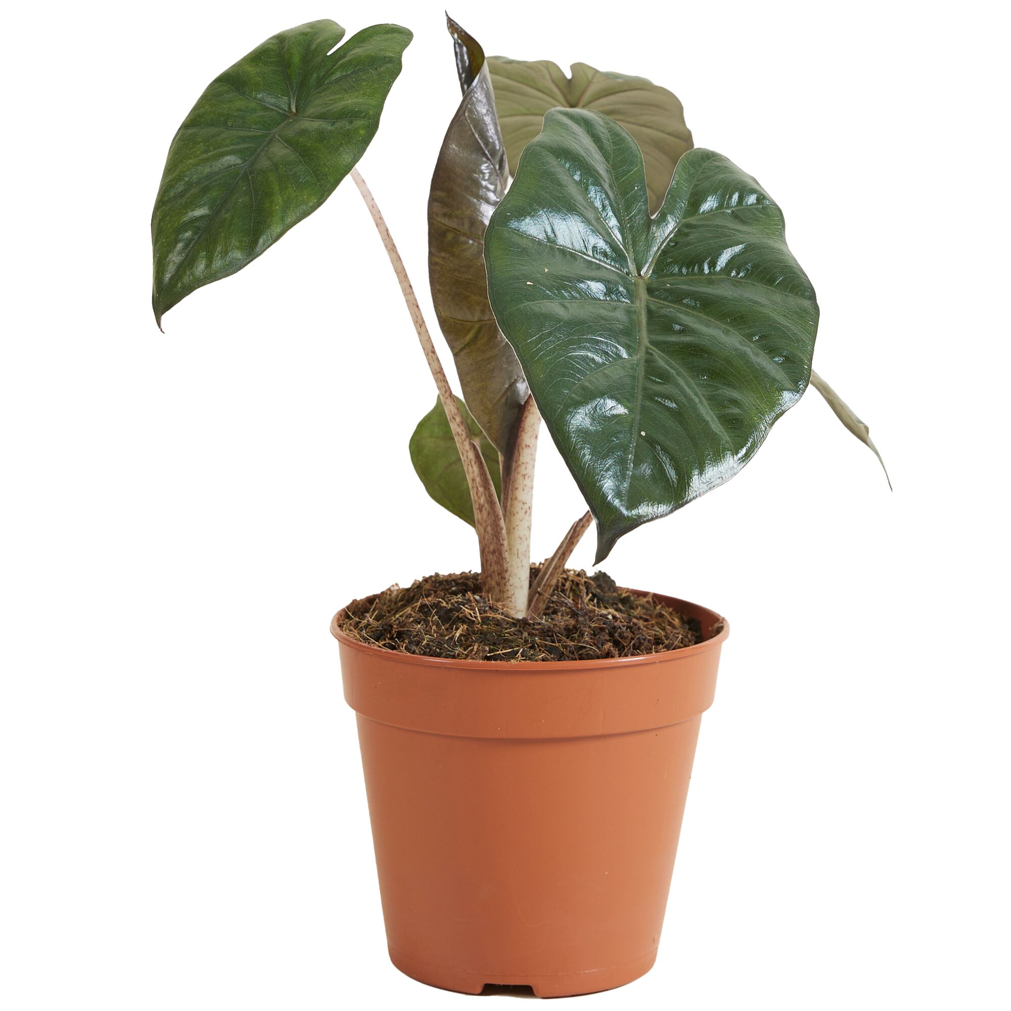 Topfpflanze Alocasia Yucatan