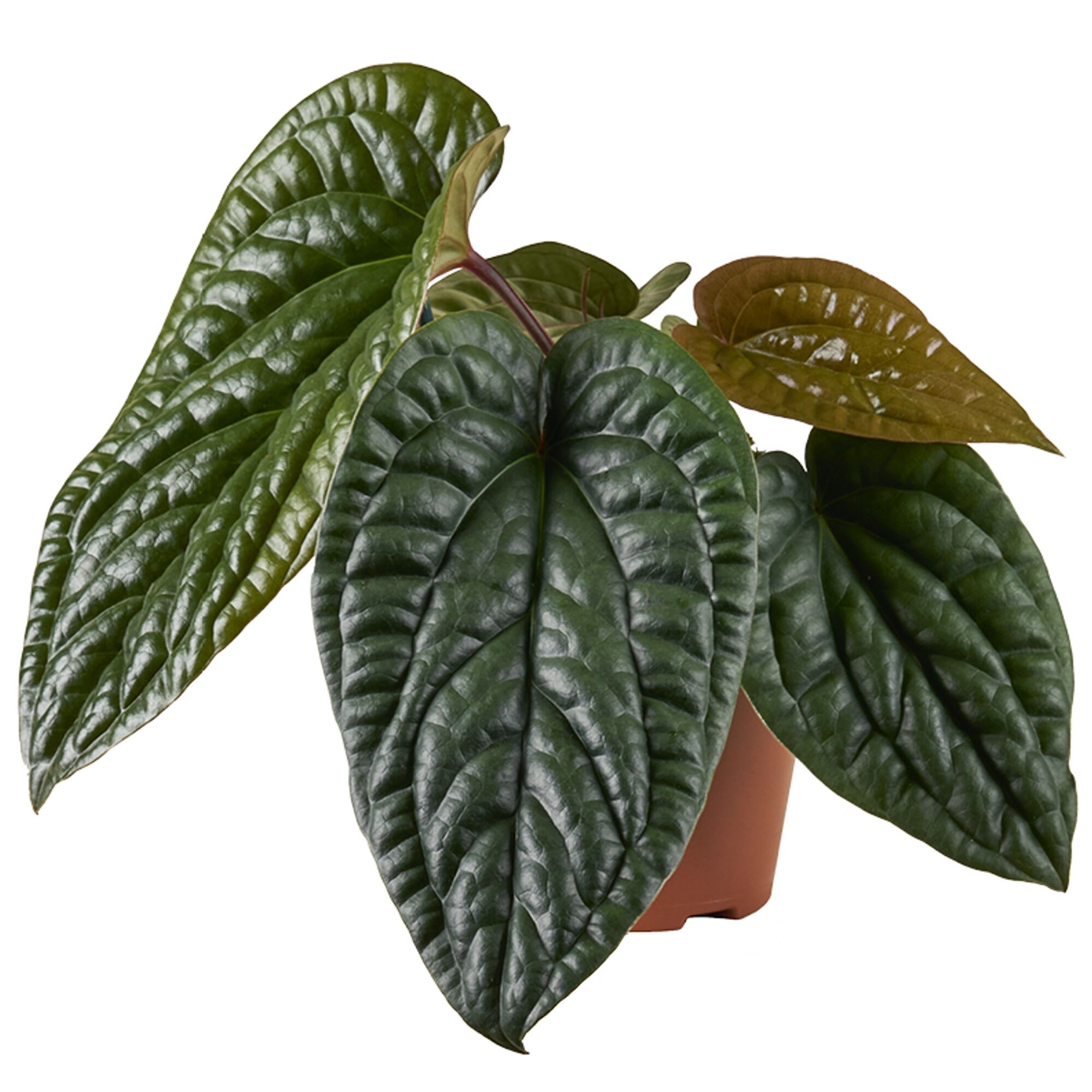 Anthurie mit dunkelgrünen Blättern im Topf