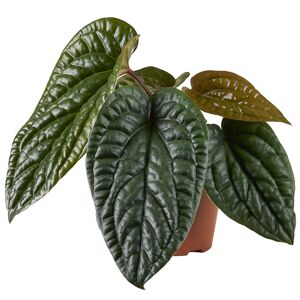 Flamingoblume 'Radicans x Luxurians' 12 cm Topf