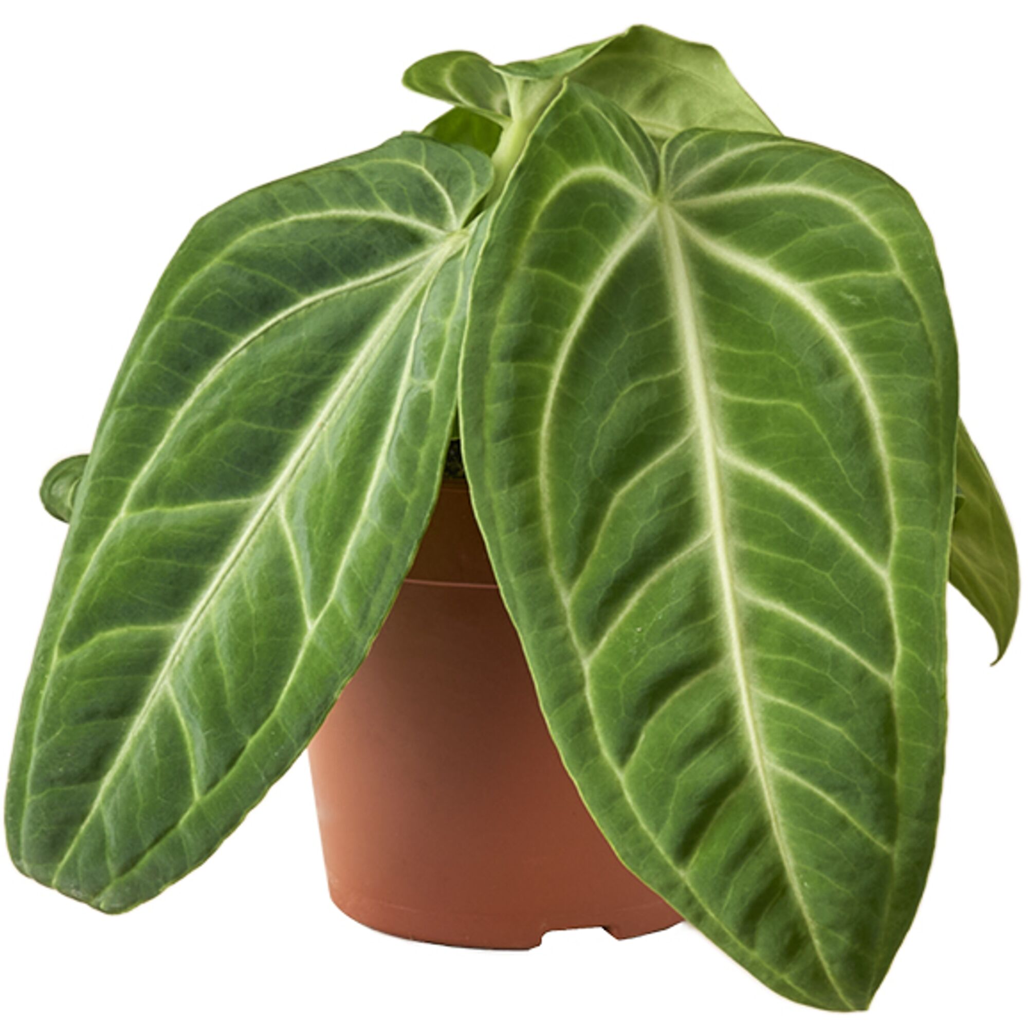 Grüne Pflanze im Topf