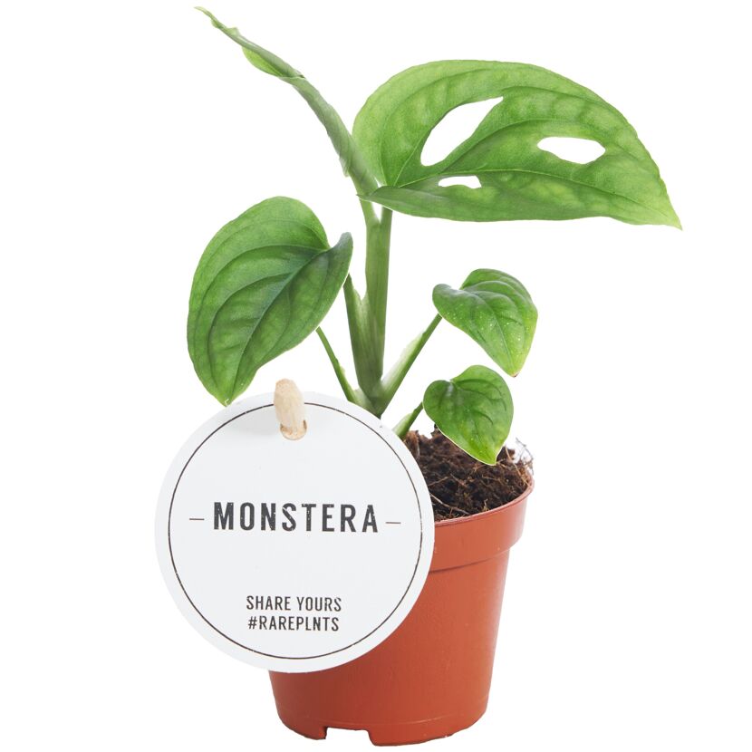 Monstera Pflanze im Topf