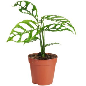 Monstera obliqua 'Peru' 12 cm Topf