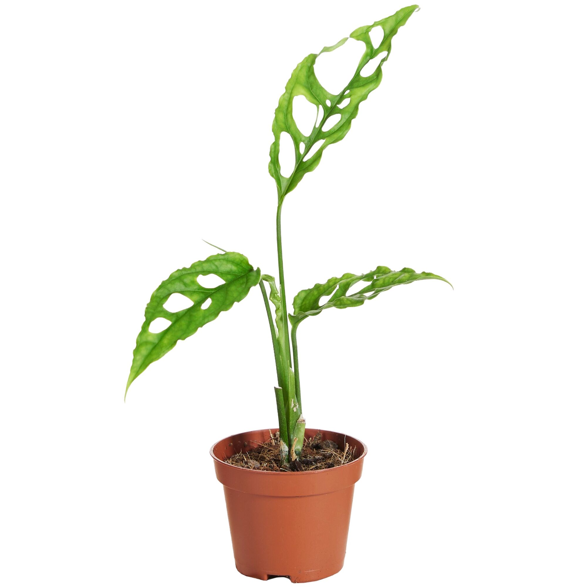 Monstera Obliqua Pflanze im Topf