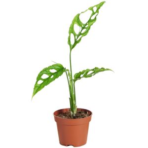 Monstera obliqua 'Peru' 6 cm Topf