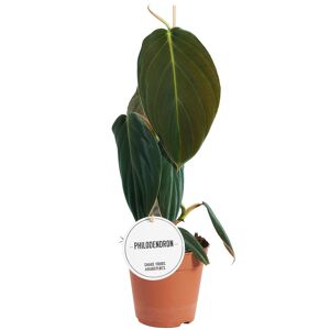 Philodendron 'Gigas' 12 cm Topf