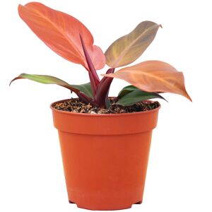 Philodendron 'McColley's Finale' 12 cm Topf