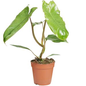 Philodendron 'Paraiso Verde' 12 cm Topf