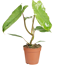 Philodendron 'Paraiso Verde' 12 cm Topf
